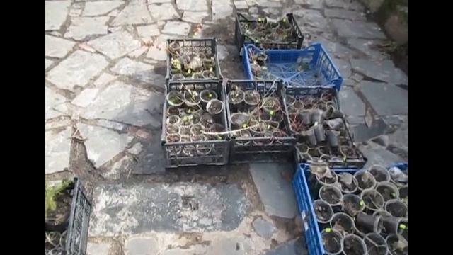 Хроніка Розсадника рослин Гуменюка М.С. Друга відправка замовлень. смотреть онлайн