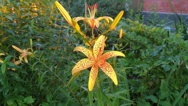 ЛИЛИЯ 🧡 мой сад🌼🌺 пятнистый цветок в лучах заката🌼🐜🌼 смотреть онлайн