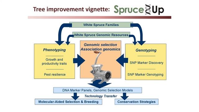 Genomics and its Applications to Support Forest Sustainability | 2018 Forest Forum смотреть онлайн