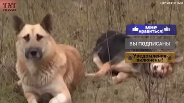 САМОЕ ТРОГАТЕЛЬНОЕ ВИДЕО В МИРЕ! ПОПРОБУЙ НЕ ЗАПЛАКАТЬ смотреть онлайн