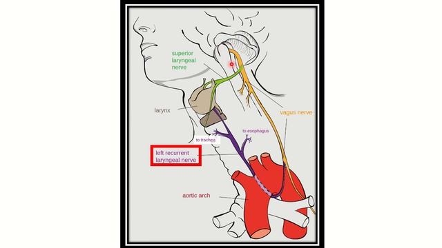 Recurrent laryngeal nerve MRCS question solve (CRACK MRCS) смотреть онлайн