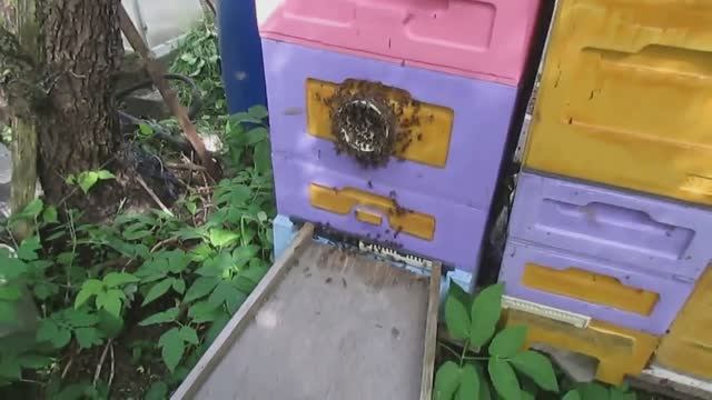 рой из семьи пчел с ячейкой 4,9 мм в июне и декабре 2024 года смотреть онлайн