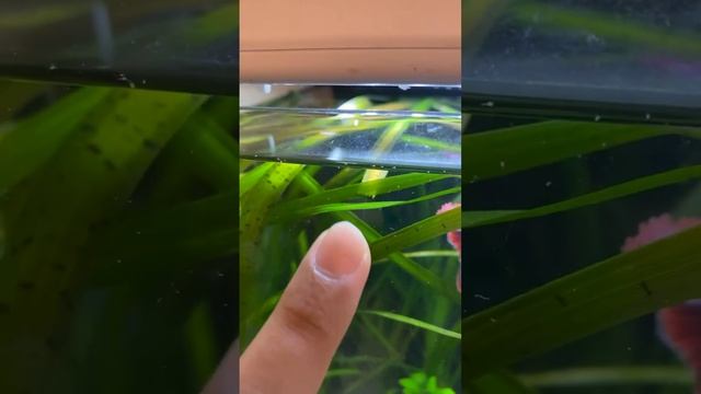 What Are Copepods!!??