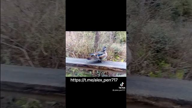 Wild Canada. Дикая Канада