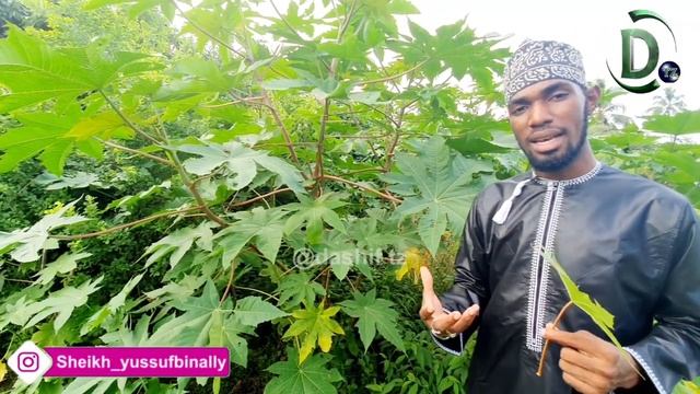 MATUMIZI NA FAIDA YA MTI WA MBARIKA смотреть онлайн