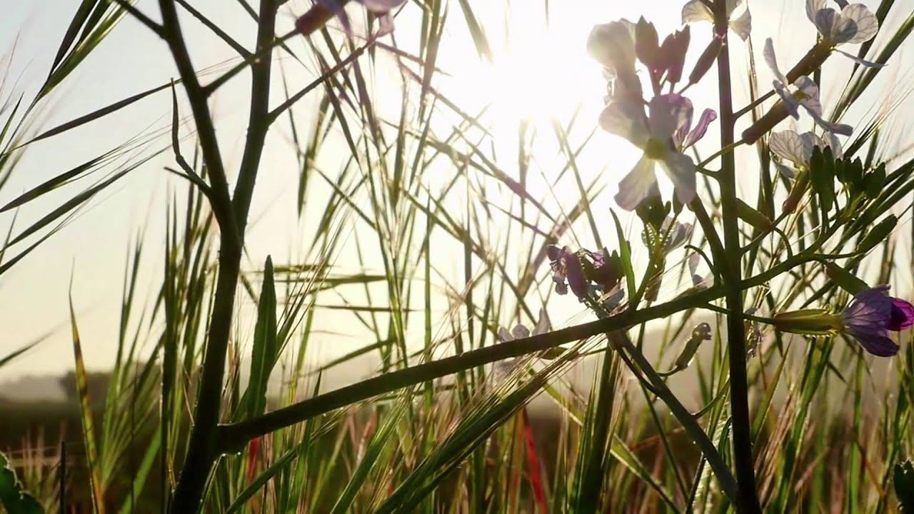 Dynamic TV's latest camera the Panasonic GH4 4k cinema filming смотреть онлайн