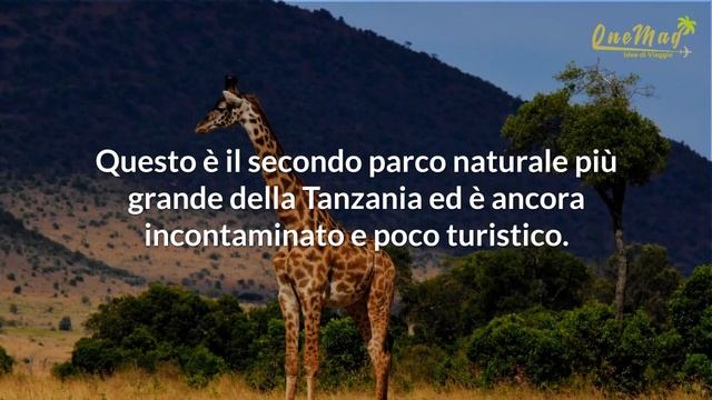 I migliori parchi naturali della Tanzania смотреть онлайн