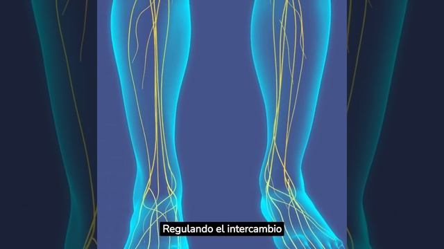 Importancia De La Membrana Celular...