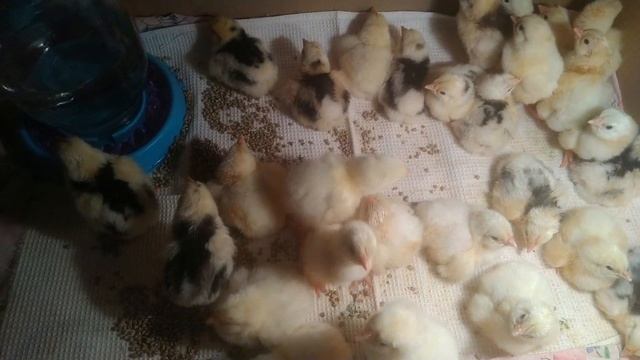 Вылуп цыплят смотреть онлайн