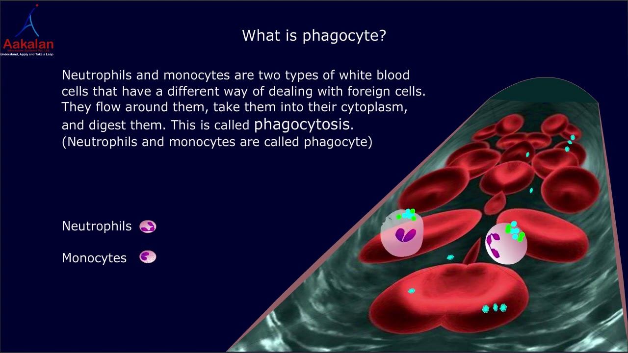 Antigen & antibody Part 2 смотреть онлайн