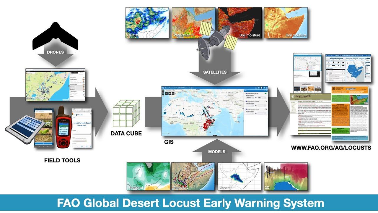 Integration of innovative tools in Desert Locust monitoring and early warning смотреть онлайн