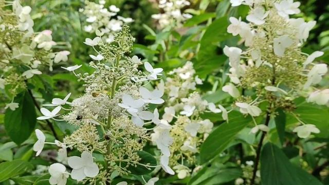 Гортензия Саржента и другие.Характеристика и уход. смотреть онлайн