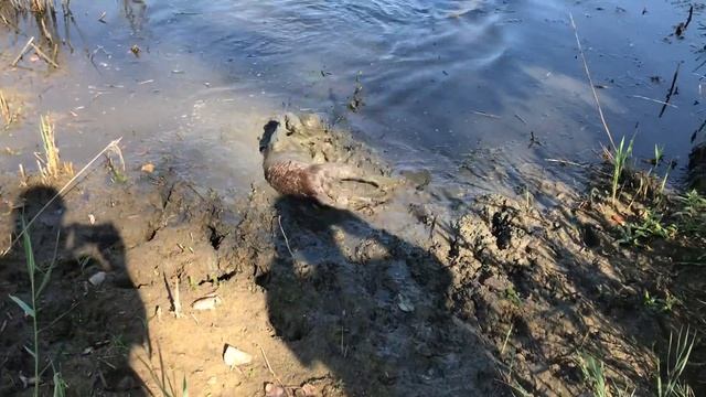 Marshall - Wirehaired Pointing Griffon