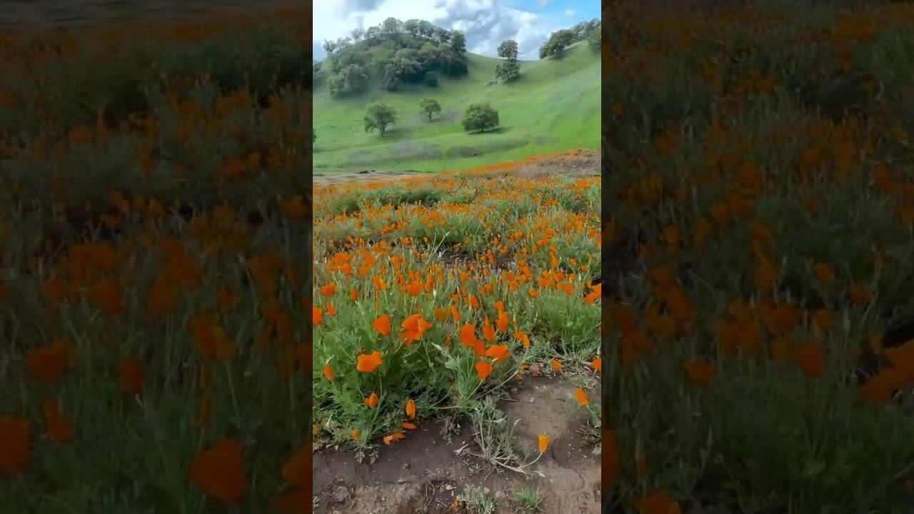 Chegou a primavera e com ela as flores do campo pela Califórnia! #nature #adventure #floresdocampo смотреть онлайн