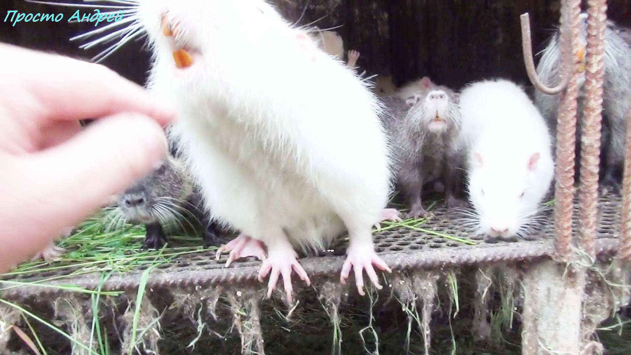 НУТРИЯ ДВЕ ОШИБКИ при содержании и разведении нутрии смотреть онлайн