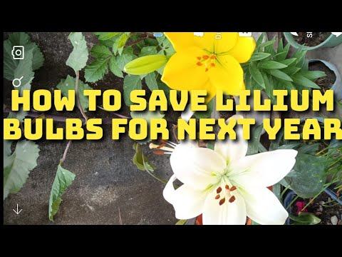 How to save lilium / Asiatic lily bulbs for next year смотреть онлайн
