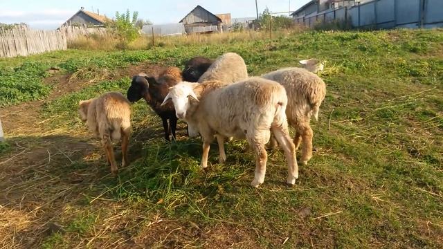 наши барашки.. смотреть онлайн