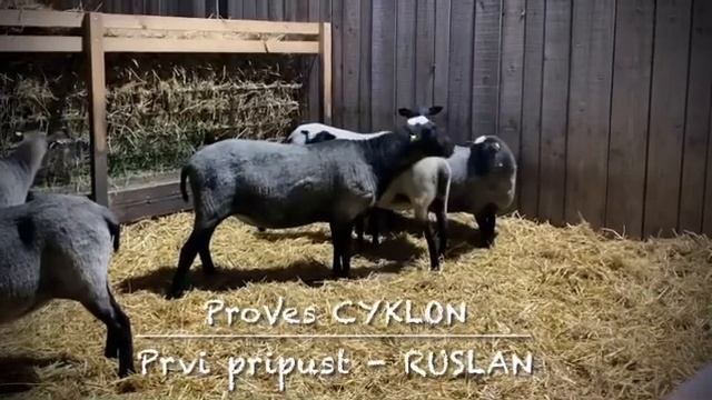 Farma Romanovskih ovaca Trifunović! Romanov Serbia! смотреть онлайн