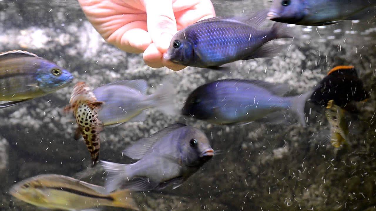 Ручные цихлиды! Кормим с рук! Cichlids feeding from my hands! смотреть онлайн