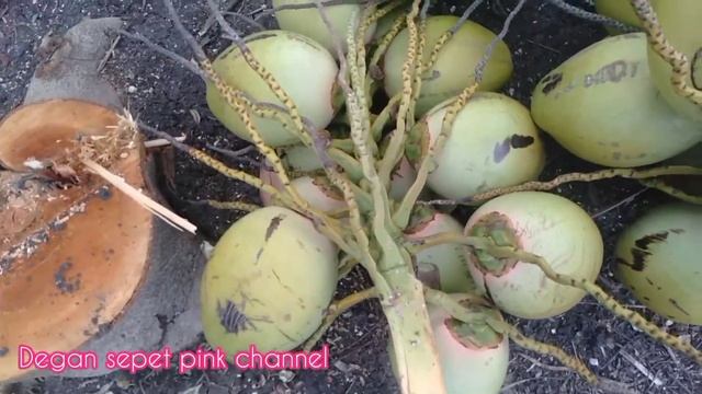 the benefits of green coconut for the body⁉️manfaat degan ijo untuk kesehatan tubuh✅ смотреть онлайн