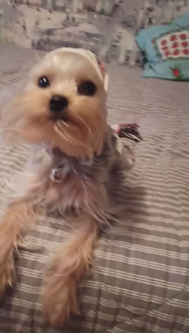 Способ экстренного утепления йорка