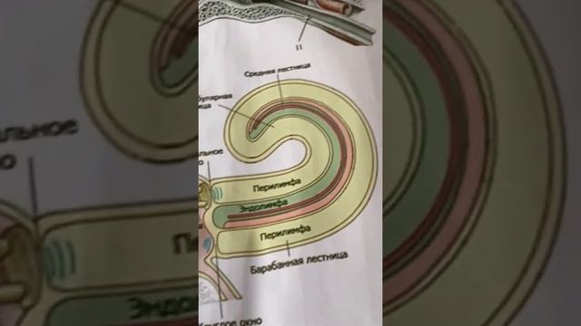 Орган слуха и равновесия Внутренне ухо анатомия Улитковый проток Звуковая волна2