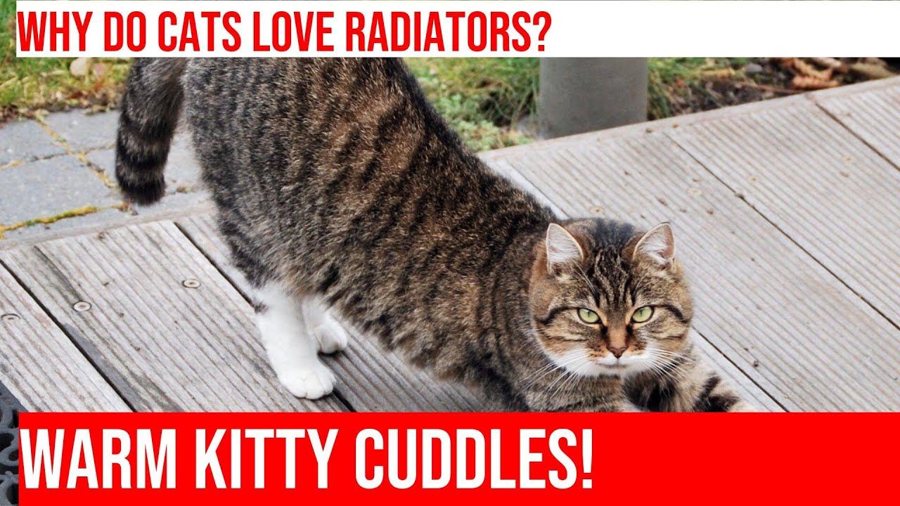 Cozy Cats: Exploring the Fascination with Radiator Warmth смотреть онлайн