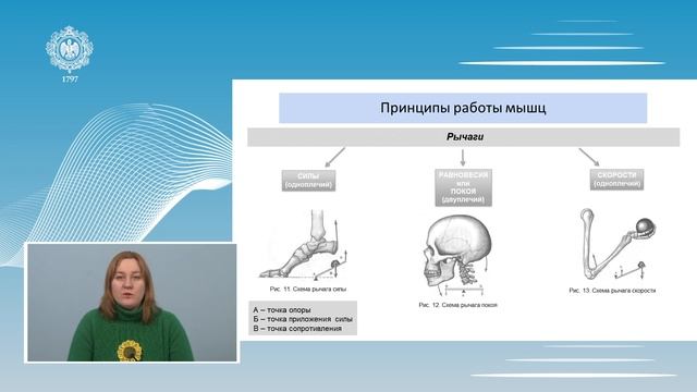 Анатомия человека Лекция 3 2