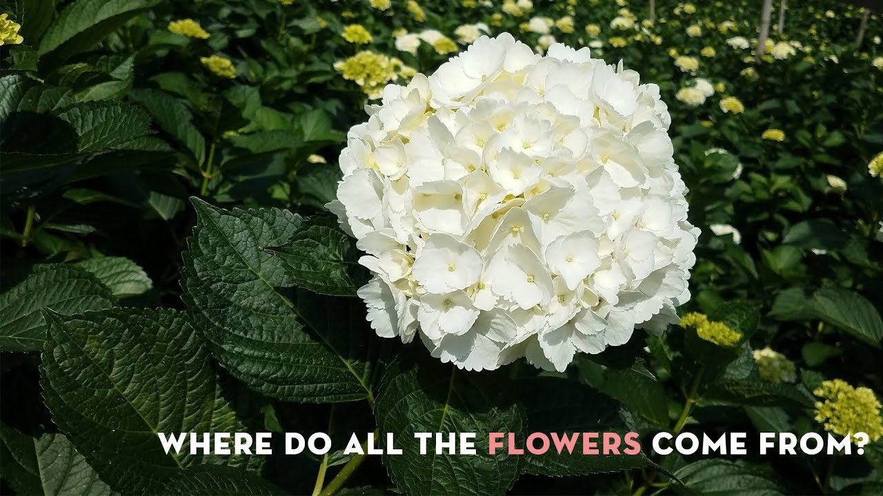 Where Do All The Flowers Come From on Valentine's Day? смотреть онлайн
