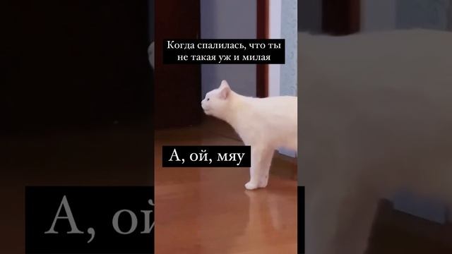 Громкая китя