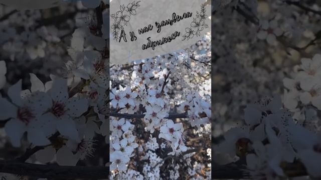 #шортс #цитаты #живисейчас #счастье #весна смотреть онлайн