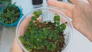 Фикус пумила "Дуболистный" - Ficus pumila Quercifolia. Мой опыт, размножение.