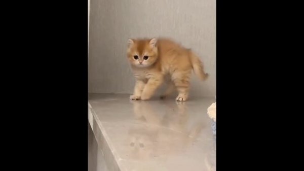 Топ 4 смешный подбородок с котиками