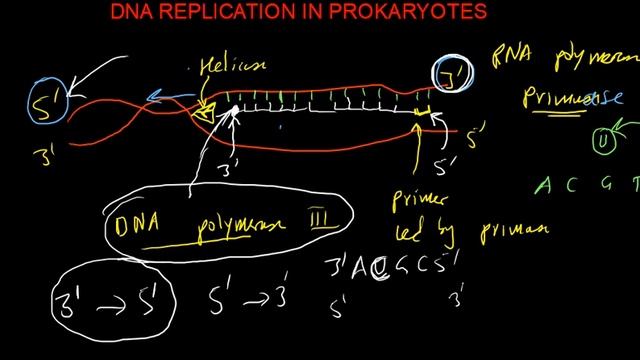 DNA REPLICATION PROCESS смотреть онлайн