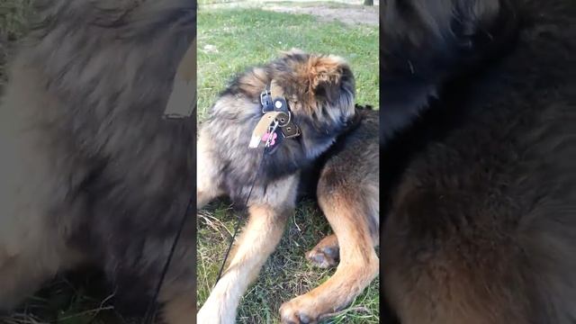 Дикуша играет и ждет Марину смотреть онлайн