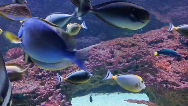 Океанариум в Остине/Austin Aquarium. смотреть онлайн