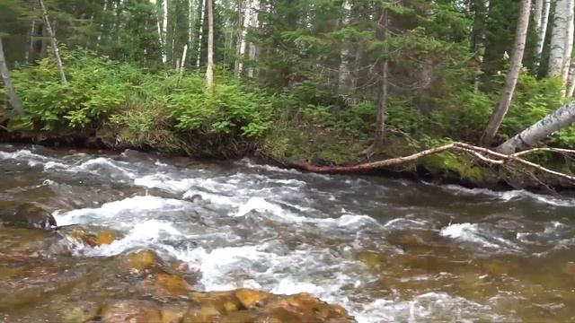 хариус рыбалка в дикой тайге ведро хариуса за 20 минут таёжная река смотреть онлайн