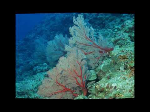 marine biology смотреть онлайн