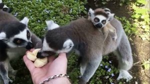 Гимн Московского Зоопарка муз.О.Каледин сл.Н.Олев С.Осиашвили исп. _Динамичные ребята_