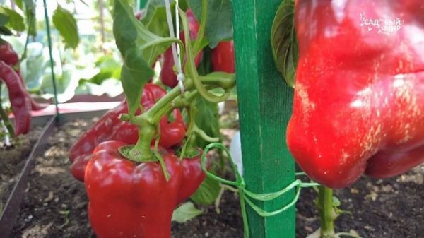 ПЕРЦЫ НА ЗАМЕТКУ! ЛУЧШИЕ СОРТА ПЕРЦА СЛАДКОГО НА 2025 год