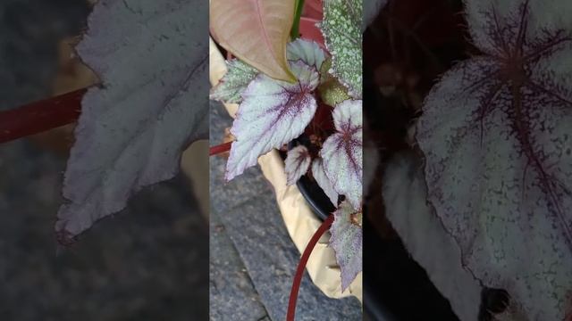 Begônia-Rex/(