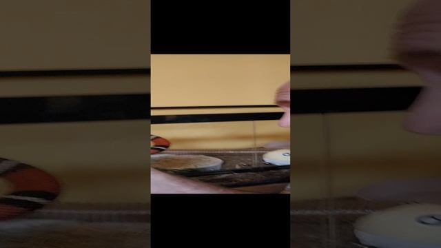 Если вашей змее нужен новый дом