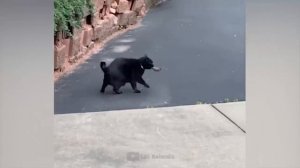 #87 Самые смешные животные. Приколы с котами и собаками