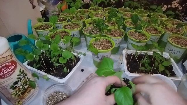 Пикировка и перевалка рассады перцев и баклажанов. смотреть онлайн