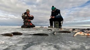 Крупная плотва со льда 2! Рыбалка на Чудском озере,Meerapalu. Эстония, д. Мерепалу.
