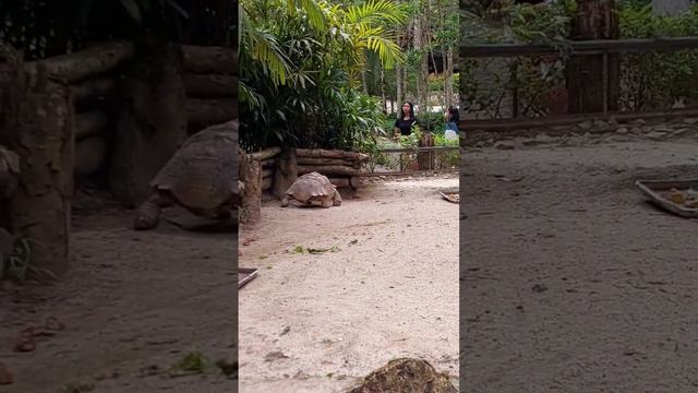 Big Turtles! #animals смотреть онлайн