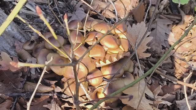 Надоели рыбки, уехал в лес за грибами смотреть онлайн