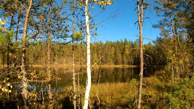 Охота на гуся. Вальдшнеп