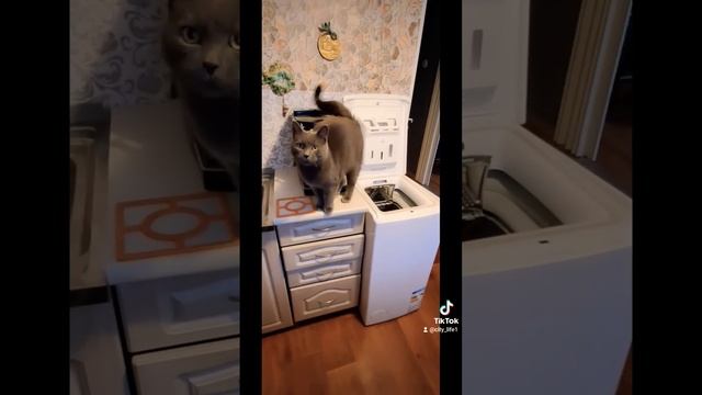 Когда забыли накормить! When you forgot to feed! смотреть онлайн