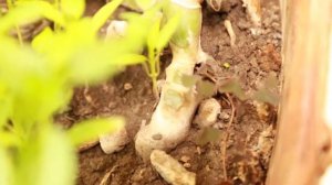 Монстера. Размножение черенкованием. Боковой побег